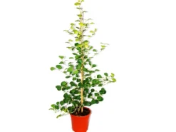 Exotenherz Mispelfeige Ficus Deltoidea 17cm Topf ca. 80cm Hoch< Töpfe