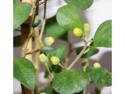 Exotenherz Mispelfeige Ficus Deltoidea 17cm Topf ca. 80cm Hoch< Töpfe