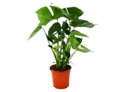 Exotenherz Monstera Deliciosa Fensterblatt 21cm Topf ca. 50-60cm Hoch< Töpfe