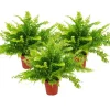 Discount Exotenherz Nephrolepis 3er Set Schwertfarn 12cm