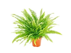Discount Exotenherz Nephrolepis Schwertfarn 17cm Topf