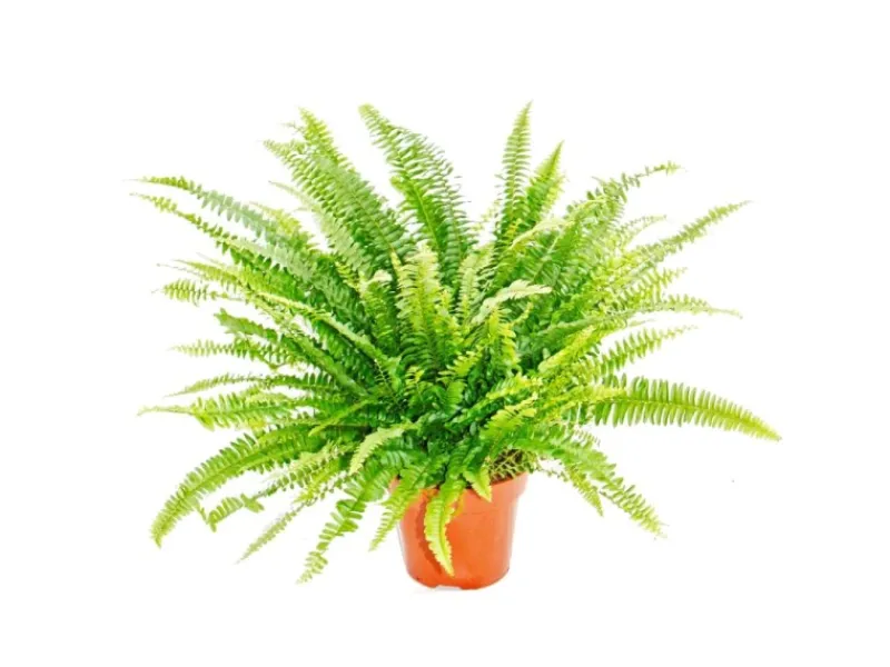 Discount Exotenherz Nephrolepis Schwertfarn 17cm Topf
