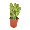 Töpfe<Exotenherz Opuntia Monacantha Variegata Kleine Pflanze im 5,5cm Topf