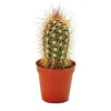 Töpfe<Exotenherz Pachycereus Pringley Kleine Pflanze im 5,5cm Topf