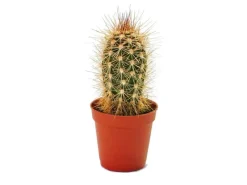Töpfe<Exotenherz Pachycereus Pringley Kleine Pflanze im 5,5cm Topf
