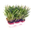 Outlet Exotenherz Pachypodium Lameri Echte Madagaskar-Palme 12cm Topf
