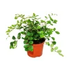 Exotenherz Pellaea Rotundifolia Pelle Oder Urweltfarn 9cm Topf< Töpfe