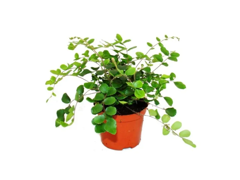 Exotenherz Pellaea Rotundifolia Pelle Oder Urweltfarn 9cm Topf< Töpfe