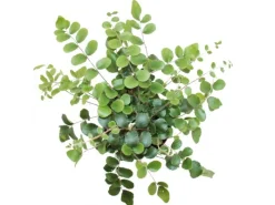Exotenherz Pellaea Rotundifolia Pelle Oder Urweltfarn 9cm Topf< Töpfe