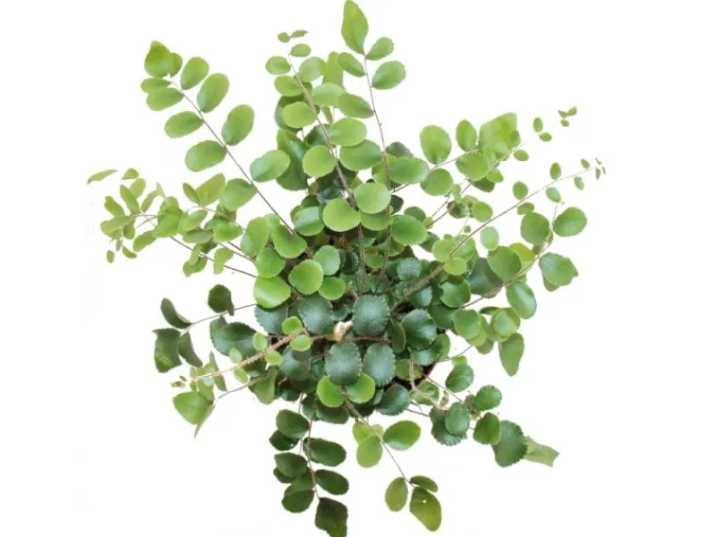 Exotenherz Pellaea Rotundifolia Pelle Oder Urweltfarn 9cm Topf< Töpfe