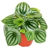 Exotenherz Peperomia Argyreia Watermelon Wassermelonenzwergpfeffer im 12cm Topf< Töpfe