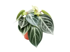 Töpfe<Exotenherz Peperomia Sarcophylla Zwergpfeffer im 15cm Topf