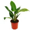 Töpfe<Exotenherz Philodendron Imperial Green 19cm Topf