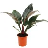 Töpfe<Exotenherz Philodendron Imperial Red 19cm Topf