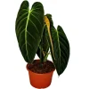 Exotenherz Philodendron Melanochrysum Der Schwarzgoldene Baumfreund 20cm Topf< Töpfe
