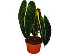 Exotenherz Philodendron Melanochrysum Der Schwarzgoldene Baumfreund 20cm Topf< Töpfe