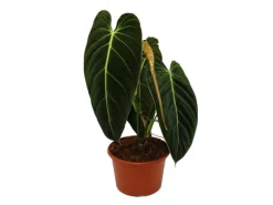 Exotenherz Philodendron Melanochrysum Der Schwarzgoldene Baumfreund 20cm Topf< Töpfe