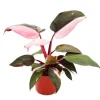 Exotenherz Philodendron Pink Princess Pinkschwarzer Baumfreund 12cm Topf< Töpfe