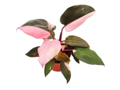 Exotenherz Philodendron Pink Princess Pinkschwarzer Baumfreund 12cm Topf< Töpfe