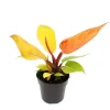Töpfe<Exotenherz Philodendron Prince Of Orange Orangener Baumfreund 12cm Topf