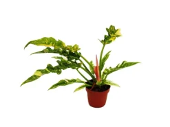 Exotenherz Philodendron Ring of Fire Ungewöhnlicher Baumfreund 12cm Topf< Töpfe