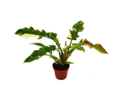 Exotenherz Philodendron Ring of Fire Ungewöhnlicher Baumfreund 12cm Topf< Töpfe