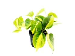 Online Exotenherz Philodendron Scandens Brasil Kletternder Baumfreund Zweifarbig 12cm Topf
