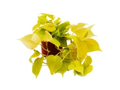 Online Exotenherz Philodendron Scandens Lime Gelbgrüner Kletternder Baumfreund 12cm Topf