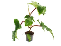Exotenherz Philodendron Squamiferum Der Wilde Rotstielige Baumfreund 12cm Topf