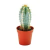 Exotenherz Pilosocereus Azureus Kleine Pflanze im 5,5cm Topf< Töpfe