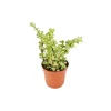Exotenherz Portulacaria Afra Var. Jadebaum im 8,5cm Topf