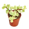 Töpfe<Exotenherz Portulacaria Afra Var. Jadebaum Kleine Pflanze im 5,5cm Topf