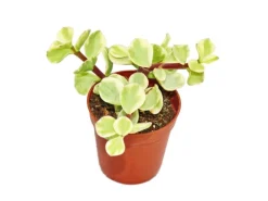 Töpfe<Exotenherz Portulacaria Afra Var. Jadebaum Kleine Pflanze im 5,5cm Topf