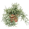 Sale Exotenherz Rhipsalis Pilocarpa Korallenkaktus im 12cm Topf