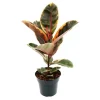 Exotenherz Rotbunter Gummibaum Ficus Elastica Belize 17cm Topf< Töpfe