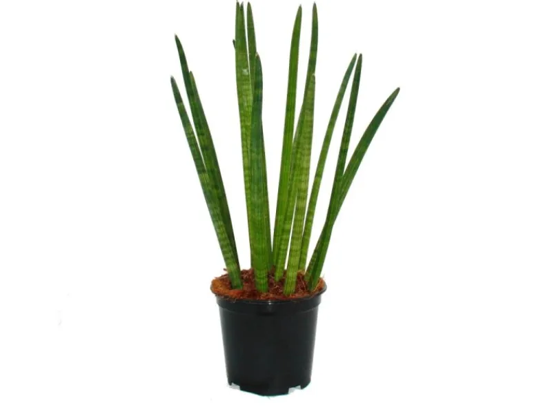 Online Exotenherz Sansevieria Cylindrica Solitär-Pflanze 19cm Topf