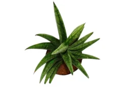 Töpfe<Exotenherz Sansevieria Helios Schraubenbogenhanf 11cm Topf ca. 20cm Hoch