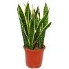 Exotenherz Sansevieria Trifasciata 19cm Topf Gesamthöhe 55-65cm Hoch< Töpfe