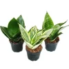 Töpfe<Exotenherz Sansevieria Trifaciata Hahnii 3 Verschiedene Pflanzen im 5,5cm Topf Bogenhanf Schwiegermutterzunge