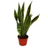 Exotenherz Sansevieria Trifasciata Bogenhanf 12cm Topf< Töpfe