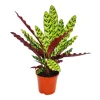 Exotenherz Schattenpflanze mit Ausgefallenem Blattmuster Calathea Lancifolia 14cm Topf ca. 50cm Hoch< Töpfe