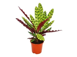 Exotenherz Schattenpflanze mit Ausgefallenem Blattmuster Calathea Lancifolia 14cm Topf ca. 50cm Hoch< Töpfe