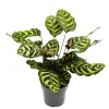 Exotenherz Schattenpflanze mit Besonderem Blattmuster Calathea Makoyana Korbmarante 14cm Topf ca. 35-40cm Hoch< Töpfe