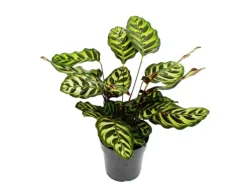 Exotenherz Schattenpflanze mit Besonderem Blattmuster Calathea Makoyana Korbmarante 14cm Topf ca. 35-40cm Hoch< Töpfe