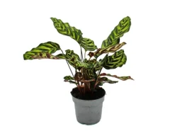 Exotenherz Schattenpflanze mit Besonderem Blattmuster Calathea Makoyana Korbmarante 14cm Topf ca. 35-40cm Hoch< Töpfe
