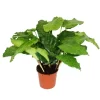 Töpfe<Exotenherz Schattenpflanze mit Ausgefallenem Blattmuster Calathea Musaica Network 14cm Topf ca. 40cm Hoch