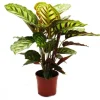 Exotenherz Schattenpflanze mit Ausgefallenem Blattmuster Calathea Roseapicta 14cm Topf ca. 50cm Hoch< Töpfe