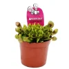 Töpfe<Exotenherz Schlauchpflanze Sarracenia Psittacina Hybr. Scarlett Belle Fleischfressende Pflanze 9cm Topf