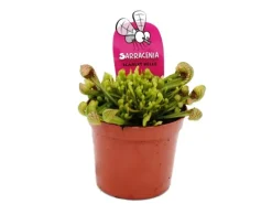 Töpfe<Exotenherz Schlauchpflanze Sarracenia Psittacina Hybr. Scarlett Belle Fleischfressende Pflanze 9cm Topf