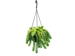 Exotenherz Sedum Morganianum 'Burrito' Affenschaukel 14cm Ampeltopf Hängende Sukkulente< Töpfe